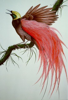 illustration bird of paradise